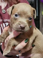 Teal, a male American Pit Bull Terrier for sale in Cincinnati, OH – Photo 2 of 8