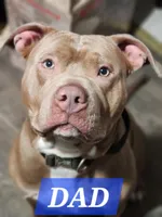 Teal, a male American Pit Bull Terrier for sale in Cincinnati, OH – Photo 6 of 8