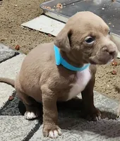 Teal, a male American Pit Bull Terrier for sale in Cincinnati, OH – Photo 5 of 8