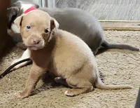 Teal, a male American Pit Bull Terrier for sale in Cincinnati, OH – Photo 4 of 8