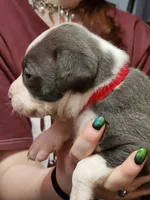 Red, a male American Pit Bull Terrier for sale in Cincinnati, OH – Photo 6 of 6