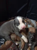 Red, a male American Pit Bull Terrier for sale in Cincinnati, OH – Photo 1 of 6