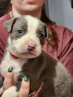 Red, a male American Pit Bull Terrier for sale in Cincinnati, OH – Photo 5 of 6