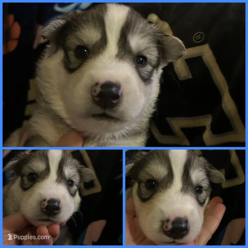 Blue collar boy – Siberian Husky puppy for sale in Wheeling, WV
