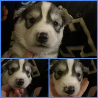 Blue collar boy, a male Siberian Husky for sale in Wheeling, WV – 1 of 1