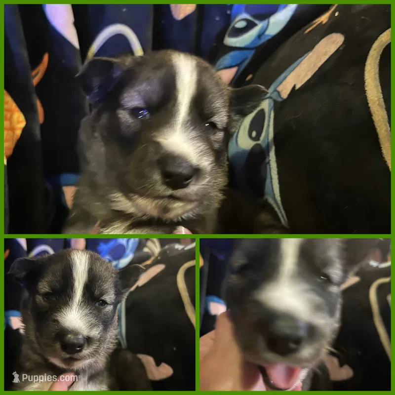 Dark green collar boy – Siberian Husky puppy for sale in Wheeling, WV