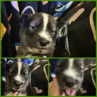Dark green collar boy, a male Siberian Husky for sale in Wheeling, WV – 1 of 1