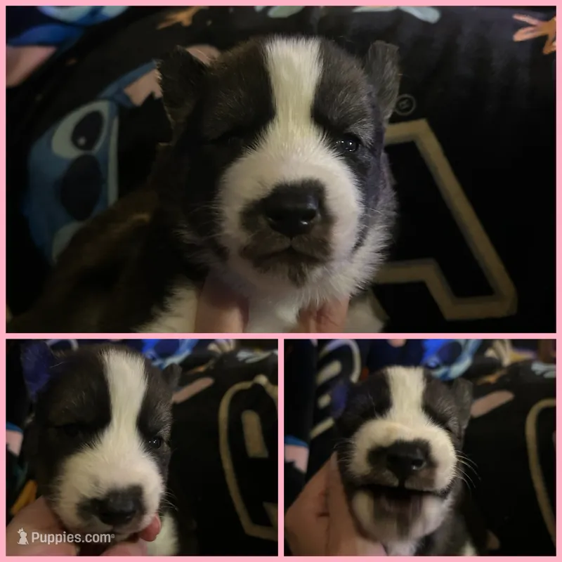 Pink collar female – Siberian Husky puppy for sale in Wheeling, WV