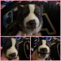 Pink collar female, a female Siberian Husky for sale in Wheeling, WV – 1 of 1