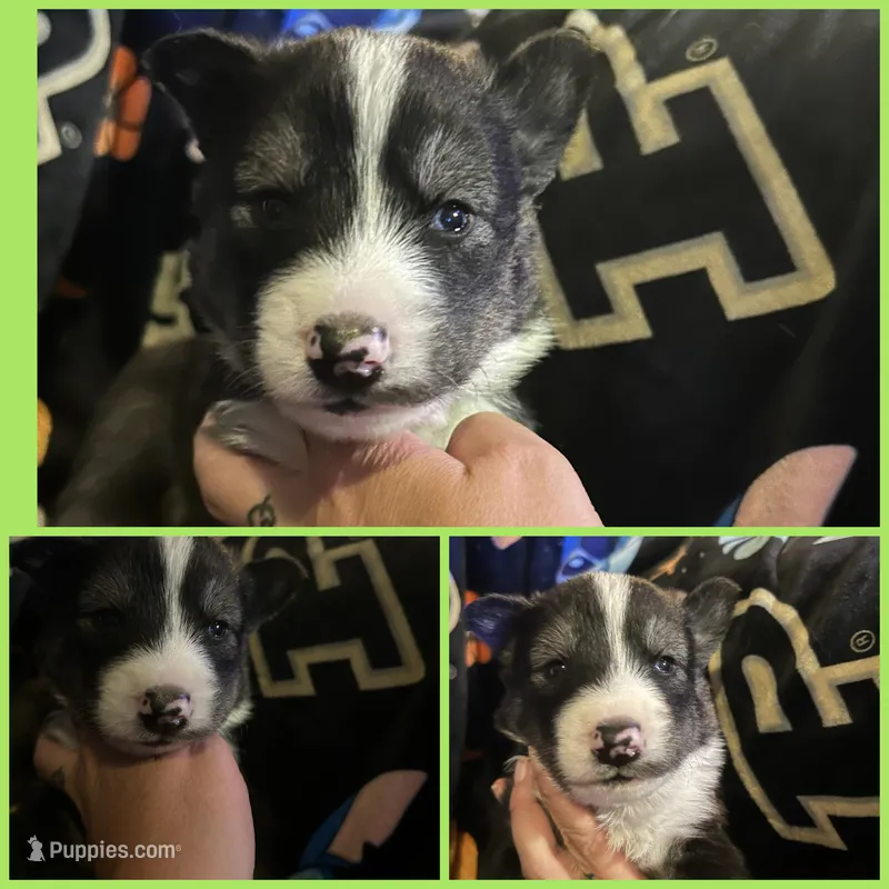 Light green male – Siberian Husky puppy for sale in Wheeling, WV
