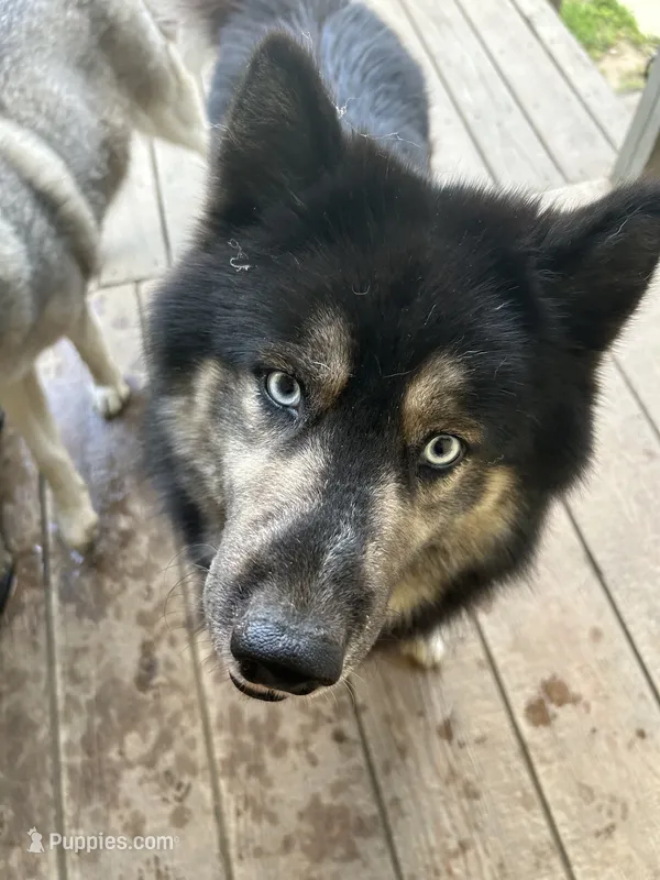 Zeus – Siberian Husky puppy for sale in Wheeling, WV