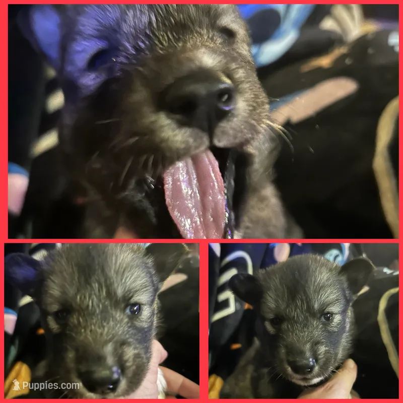 Red collar female – Siberian Husky puppy for sale in Wheeling, WV