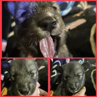 Red collar female, a female Siberian Husky for sale in Wheeling, WV – 1 of 1