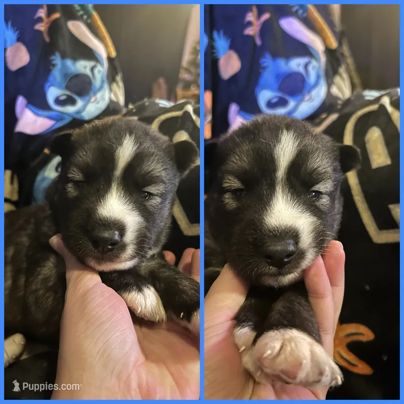 Blue collar male – Siberian Husky puppy for sale in Wheeling, WV