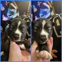 Blue collar male, a male Siberian Husky for sale in Wheeling, WV – 1 of 1