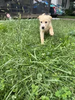 Lily 🌸, a female Great Pyrenees and Golden Retriever for sale in Ottumwa, IA – 3 of 5