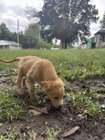 Speckles✨, a female Great Pyrenees and Golden Retriever for sale in Ottumwa, IA – 6 of 6
