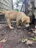 Tipsy 🥴 , a female Great Pyrenees and Golden Retriever for sale in Ottumwa, IA – 4 of 5