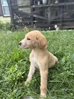 Speckles✨, a female Great Pyrenees and Golden Retriever for sale in Ottumwa, IA – 3 of 6