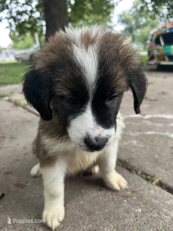 Daisy 🌼  – Great Pyrenees, Golden Retriever puppy for sale in Ottumwa, IA