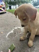 Speckles✨, a female Great Pyrenees and Golden Retriever for sale in Ottumwa, IA – 1 of 6