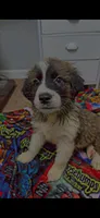 Daisy 🌼 , a female Great Pyrenees and Golden Retriever for sale in Ottumwa, IA – 4 of 5