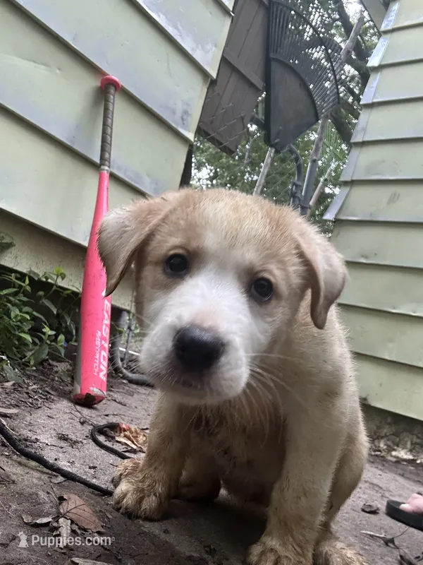 Tipsy 🥴  – Great Pyrenees, Golden Retriever puppy for sale in Ottumwa, IA