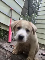 Tipsy 🥴 , a female Great Pyrenees and Golden Retriever for sale in Ottumwa, IA – 1 of 5