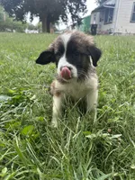 Daisy 🌼 , a female Great Pyrenees and Golden Retriever for sale in Ottumwa, IA – 2 of 5