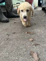Lily 🌸, a female Great Pyrenees and Golden Retriever for sale in Ottumwa, IA – 5 of 5