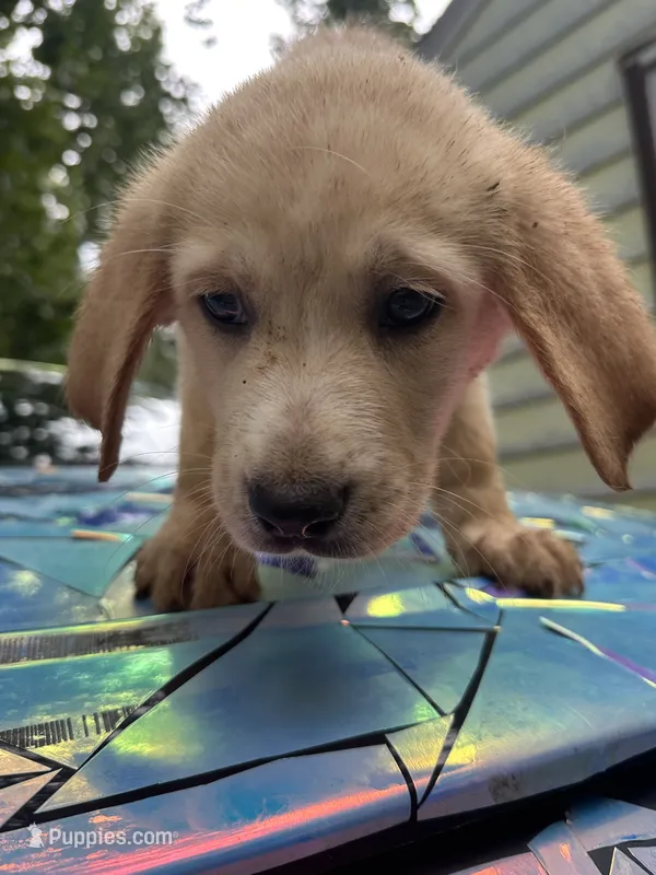 Lily 🌸 – Great Pyrenees, Golden Retriever puppy for sale in Ottumwa, IA