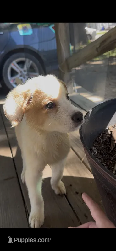 Maggie🌸✨ – Great Pyrenees, Golden Retriever puppy for sale in Ottumwa, IA