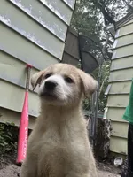 Tipsy 🥴 , a female Great Pyrenees and Golden Retriever for sale in Ottumwa, IA – 3 of 5