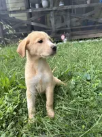 Speckles✨, a female Great Pyrenees and Golden Retriever for sale in Ottumwa, IA – 2 of 6
