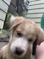 Tipsy 🥴 , a female Great Pyrenees and Golden Retriever for sale in Ottumwa, IA – 2 of 5