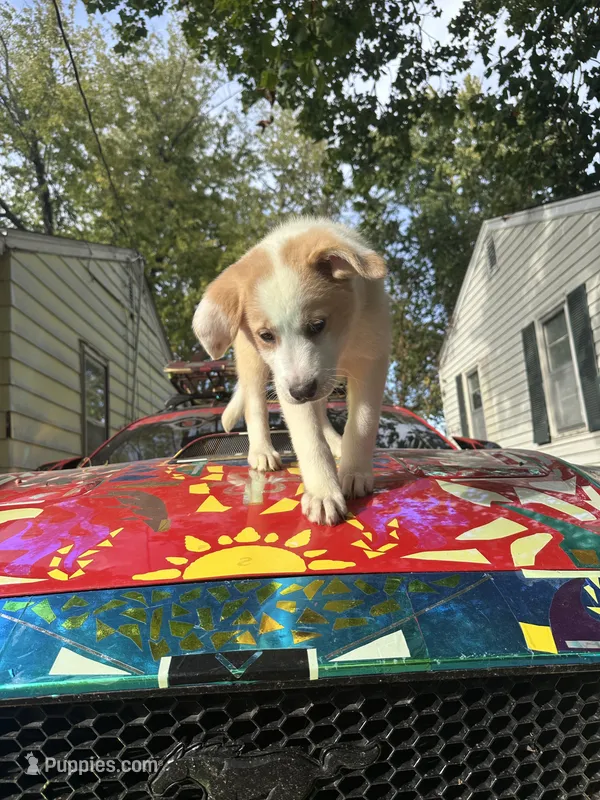 Tipsy ❤️😂✨ – Great Pyrenees, Golden Retriever puppy for sale in Ottumwa, IA