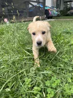 Lily 🌸, a female Great Pyrenees and Golden Retriever for sale in Ottumwa, IA – 4 of 5