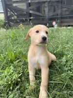Speckles✨, a female Great Pyrenees and Golden Retriever for sale in Ottumwa, IA – 4 of 6