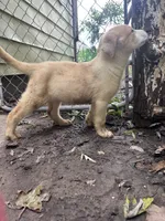 Tipsy 🥴 , a female Great Pyrenees and Golden Retriever for sale in Ottumwa, IA – 5 of 5