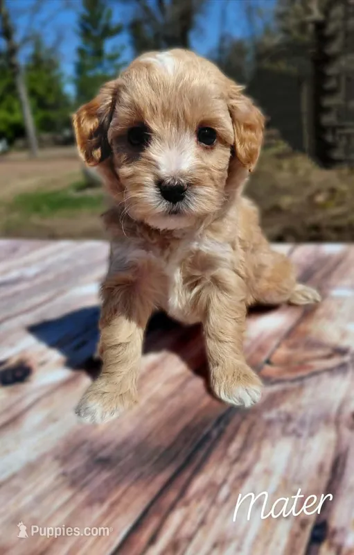 Mater – Miniature Goldendoodle puppy for sale in Eau Claire, WI