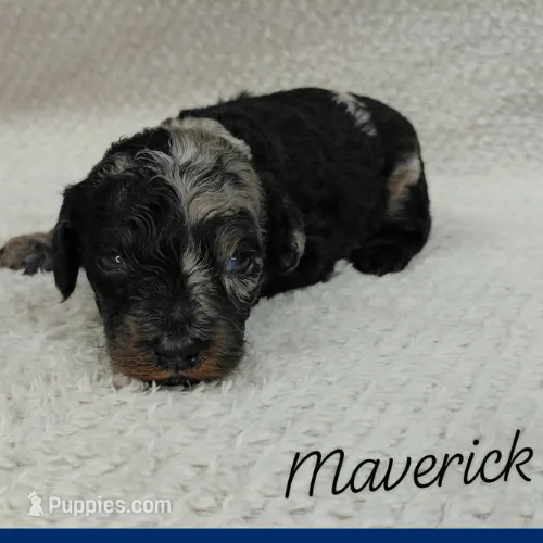 Maverick – Goldendoodle, Miniature Goldendoodle puppy for sale in Eau Claire, WI