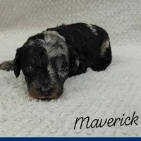 Maverick, a male Goldendoodle and Miniature Goldendoodle for sale in Eau Claire, WI – 1 of 1