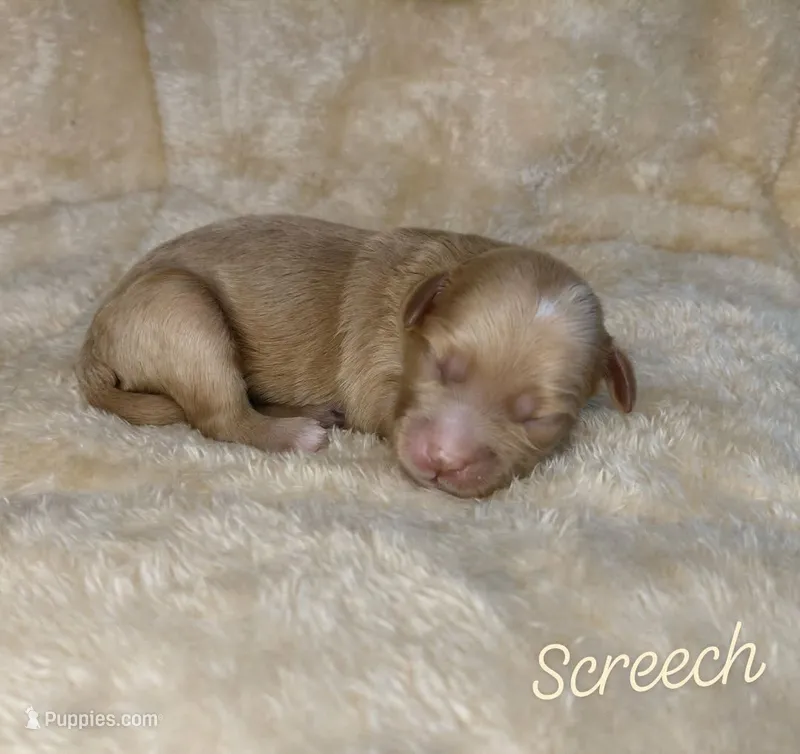 Screech – Miniature Goldendoodle puppy for sale in Eau Claire, WI