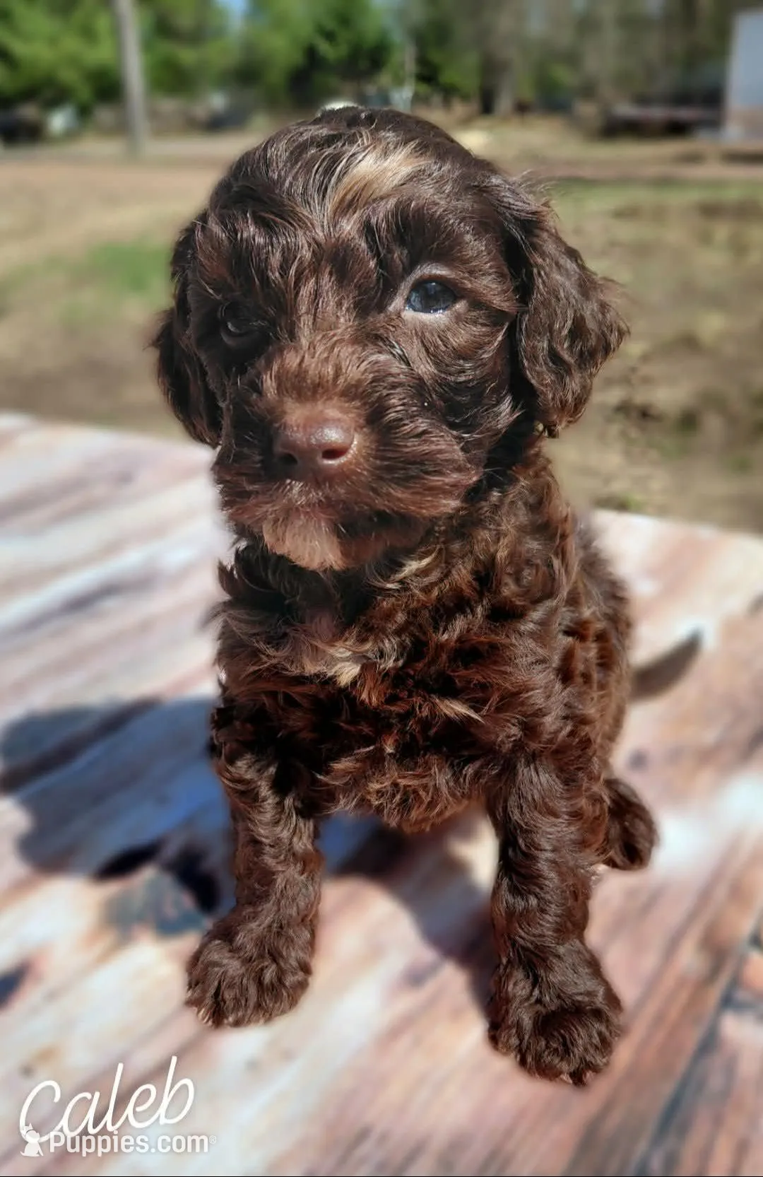 Caleb, a male Miniature Goldendoodle for sale in Eau Claire, WI – Photo 1 of 2