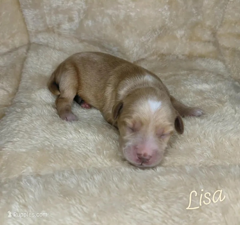 Lisa – Miniature Goldendoodle puppy for sale in Eau Claire, WI