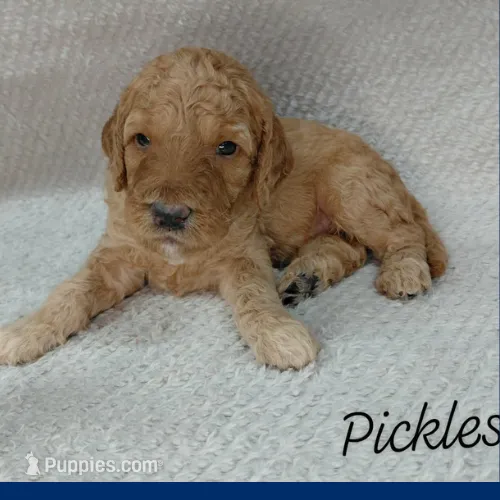 Pickles – Miniature Goldendoodle puppy for sale in Eau Claire, WI