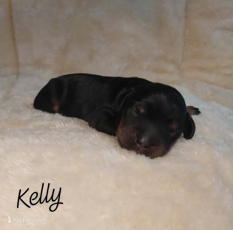Kelly  – Miniature Goldendoodle puppy for sale in Eau Claire, WI
