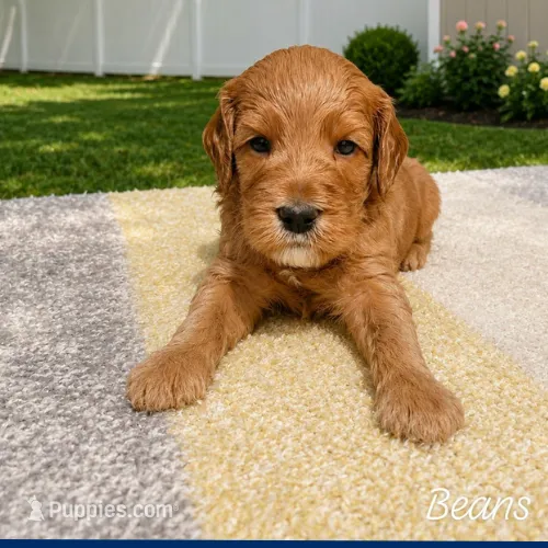 Beans – Miniature Goldendoodle puppy for sale in Eau Claire, WI