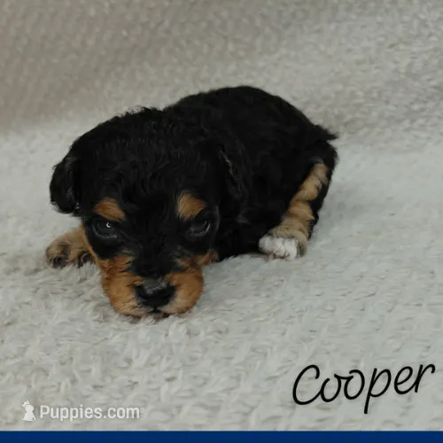 Cooper – Goldendoodle, Miniature Goldendoodle puppy for sale in Eau Claire, WI