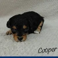 Cooper, a male Goldendoodle and Miniature Goldendoodle for sale in Eau Claire, WI – 1 of 1